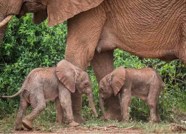 Une Ã©lÃ©phante a donnÃ© naissance Ã  des jumeaux, dans le nord du Kenya.