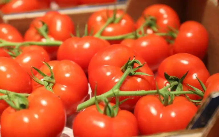 Burkina Faso : une 3e usine de transformation de tomates en vue pour dynamiser l’agroalimentaire